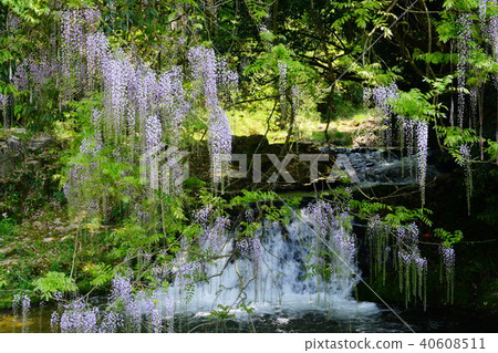 Wisteria of consistent fields Wisteria of consistent fields 40608511