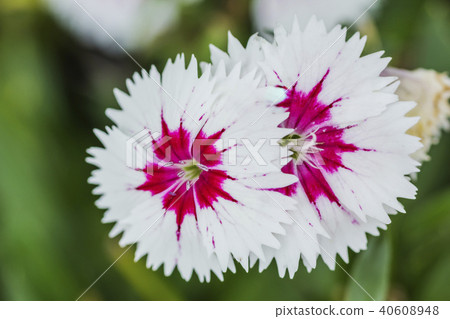 Closeup of pink Dianthus Chinensis Flowers Closeup of pink Dianthus Chinensis Flowers 40608948