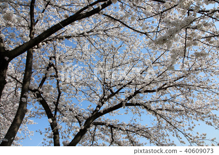 Cherry tree in full bloom Cherry tree in full bloom 40609073