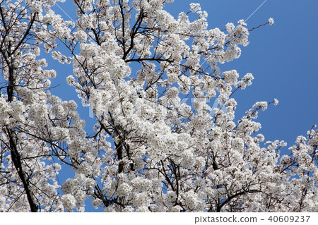 櫻花盛開 櫻花盛開 40609237