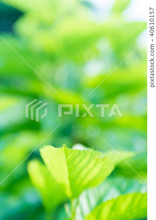 草 草 40610157