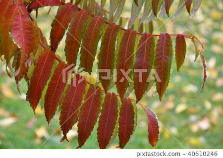 Autumn leaves tree sumac (LAT. Rhus typhina) 40610246