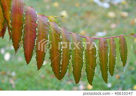 Autumn leaves tree sumac (LAT. Rhus typhina) 40610247