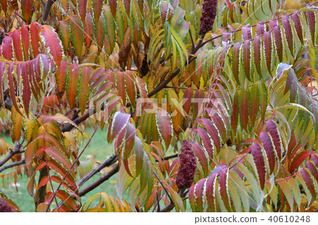 Autumn leaves tree sumac (LAT. Rhus typhina) 40610248