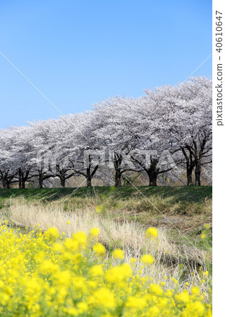 Cherry blossoms in full bloom and rape blossoms 40610647
