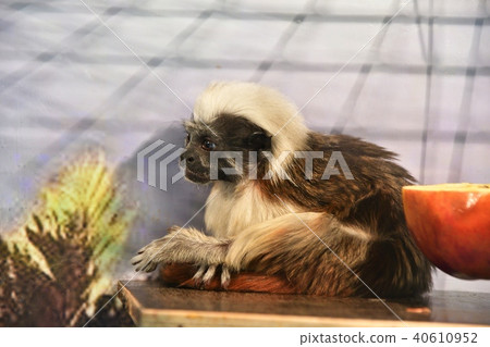 Monkey Oedipus Tamarin 40610952