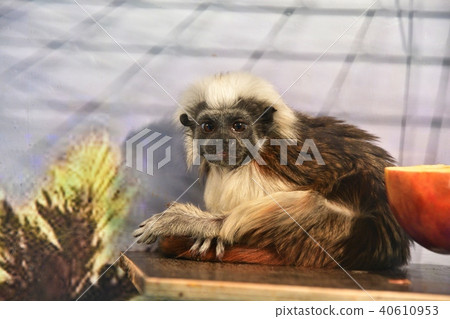 Monkey Oedipus Tamarin Monkey Oedipus Tamarin 40610953