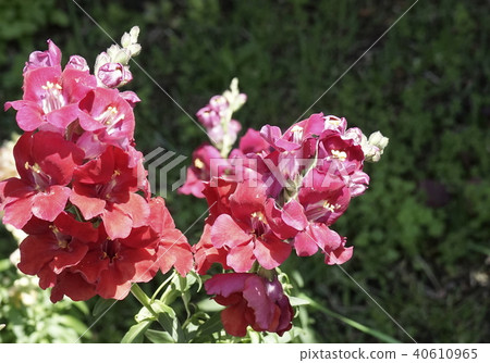 Snapdragon 08 Snapdragon 08 40610965