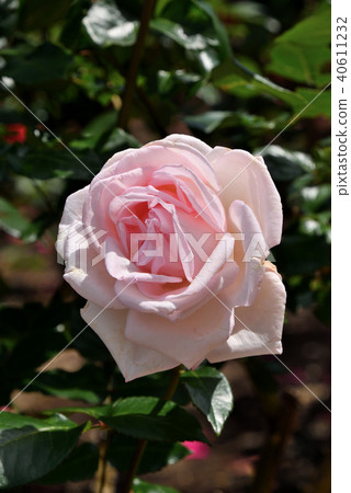 玫瑰（殿下） 40611232