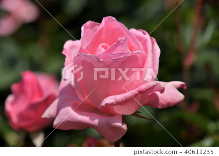 Rose (Queen Elizabeth) 40611235