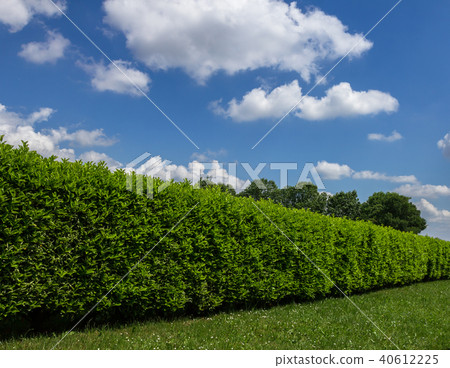 Hedge against the sky 40612225