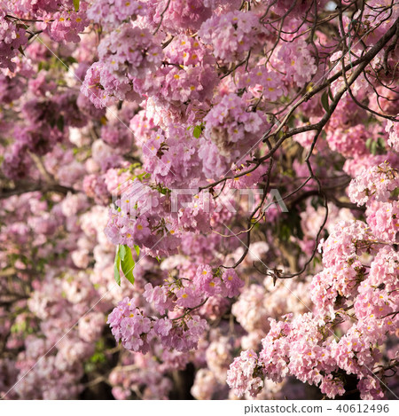 Tabebuia rosea blossom 40612496