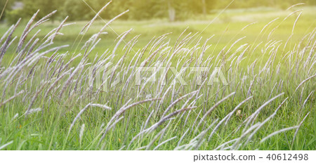 Flower of grass Flower of grass 40612498