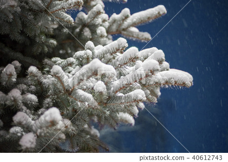 fir-tree fir-tree 40612743