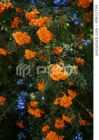 rowan-tree rowan-tree 40612744