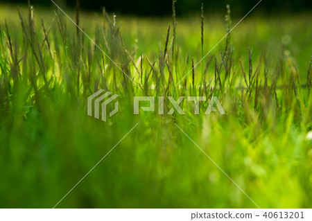 Grass hit by sunlight on soft focus Grass hit by sunlight on soft focus 40613201