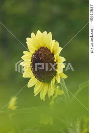 Sunflower flowers Sunflower flowers 40613687