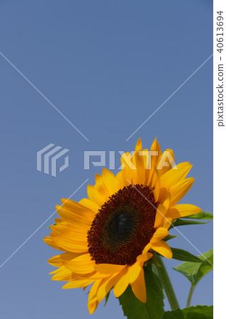 Sunflower flowers 40613694