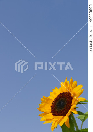 向日葵的花朵 40613696