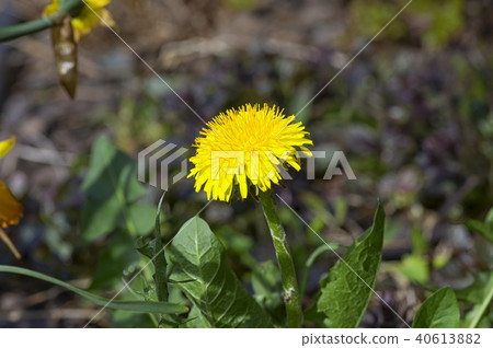 Yellow dandelion in the spring sun close-up 40613882