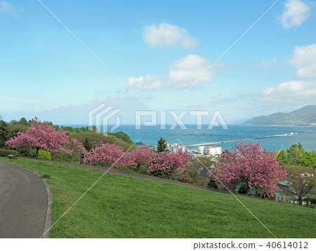 北海道小樽二宮綠化植物園的春天 40614012