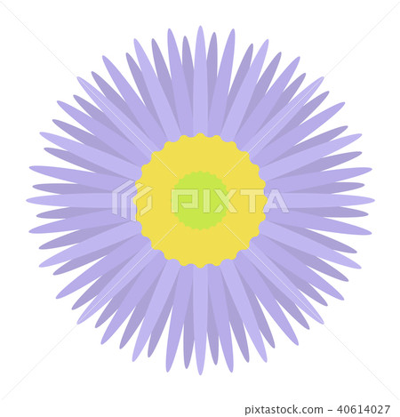 Miyama Azumagiku Miyama Azumagiku 40614027