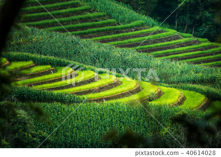 Terraced rice field in Chiang Mai, Thailand. 40614028