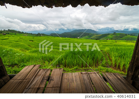 Terraced rice field in Chiang Mai, Thailand. 40614031