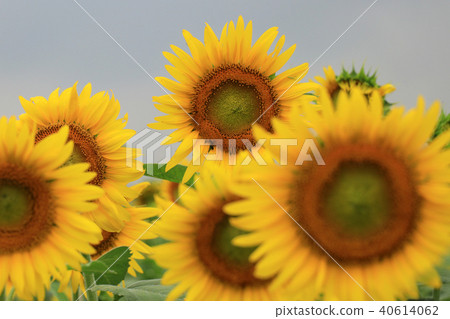 sunflower	 40614062