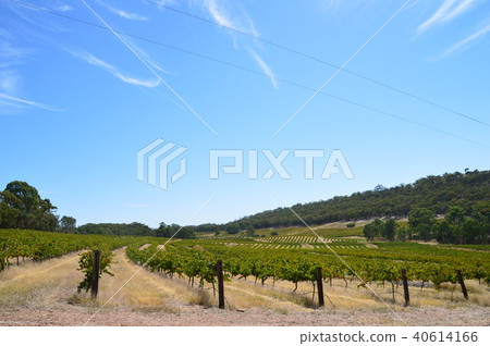 南澳大利亞的葡萄園 40614166