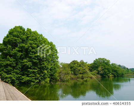 Fresh green raccoon tree in Suzuka youth forest Fresh green raccoon tree in Suzuka youth forest 40614355