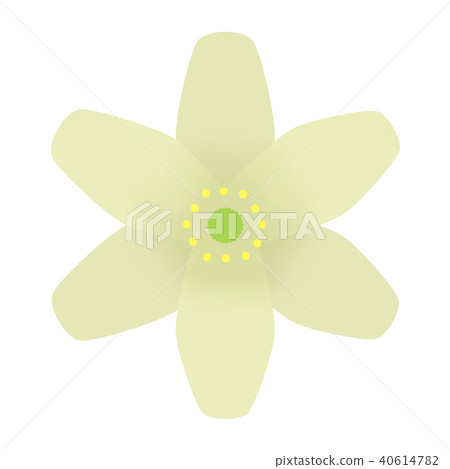 Anemone Nemorosa (Wood Anemone) 40614782