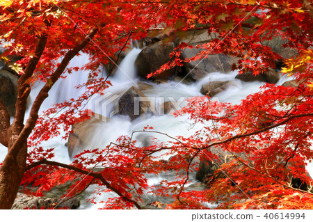 Autumn leaves of the Natsui River Valley (Fukushima Prefecture, Iwaki City) 40614994