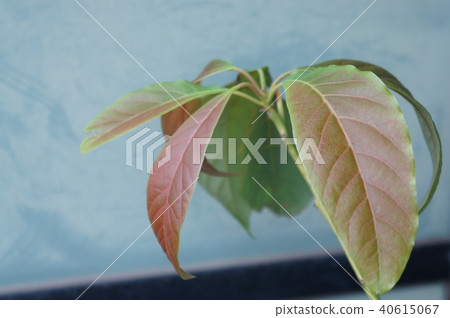 Avocado leaves Avocado leaves 40615067