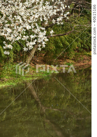 Meanuma paddy: Imanuma substitute water east edge Meanuma paddy: Imanuma substitute water east edge 40615166