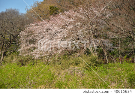 Meanuma paddy: Imanuma substitute water east edge Meanuma paddy: Imanuma substitute water east edge 40615684