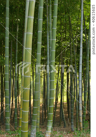 Minuma Nada: Bamboo forest in Saitama Green Trust Conservation Area Minuma Nada: Bamboo forest in Saitama Green Trust Conservation Area 40615685