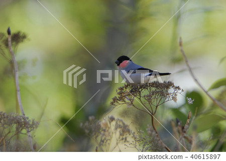 野鳥謊言 野鳥謊言 40615897