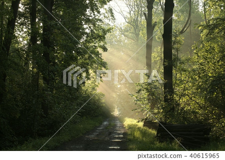 Country road through a deciduous forest on a sprin 40615965