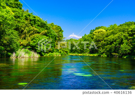 (Shizuoka Prefecture) Fresh green Shibata river spring water Mt. Fuji (Shizuoka Prefecture) Fresh green Shibata river spring water Mt. Fuji 40616136