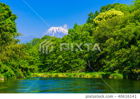 （靜岡縣）新鮮的綠色柴田河泉水富士山 40616141