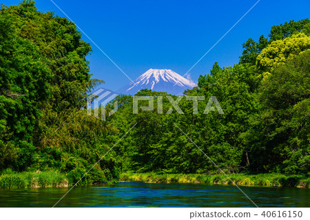 (Shizuoka Prefecture) Fresh green Shibata river spring water Mt. Fuji (Shizuoka Prefecture) Fresh green Shibata river spring water Mt. Fuji 40616150