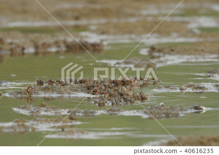 Flock of minnow crabs Flock of minnow crabs 40616235