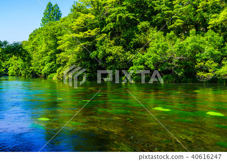 (Shizuoka Prefecture) Flow of fresh green Shishigawa spring water (Shizuoka Prefecture) Flow of fresh green Shishigawa spring water 40616247