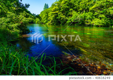 (靜岡縣)新鮮的綠色Shishigawa泉水的流動 (靜岡縣)新鮮的綠色Shishigawa泉水的流動 40616249