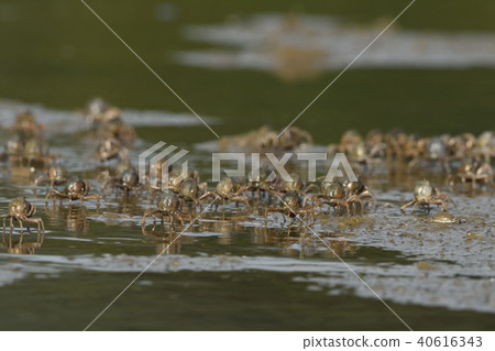 Flock of minnow crabs 40616343