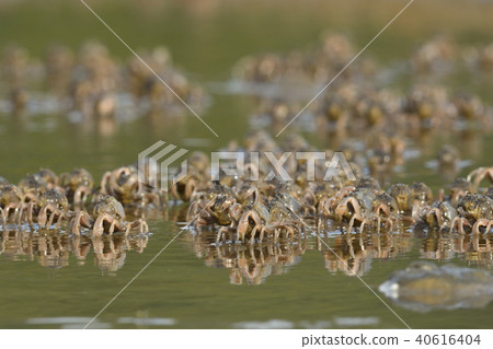 Flock of minnow crabs 40616404