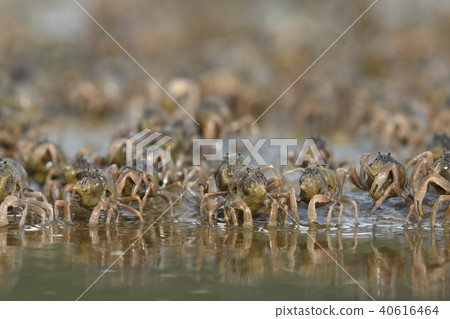 Flock of minnow crabs 40616464