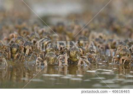 Flock of minnow crabs 40616465
