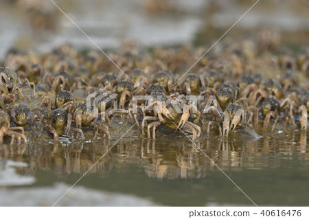Flock of minnow crabs 40616476